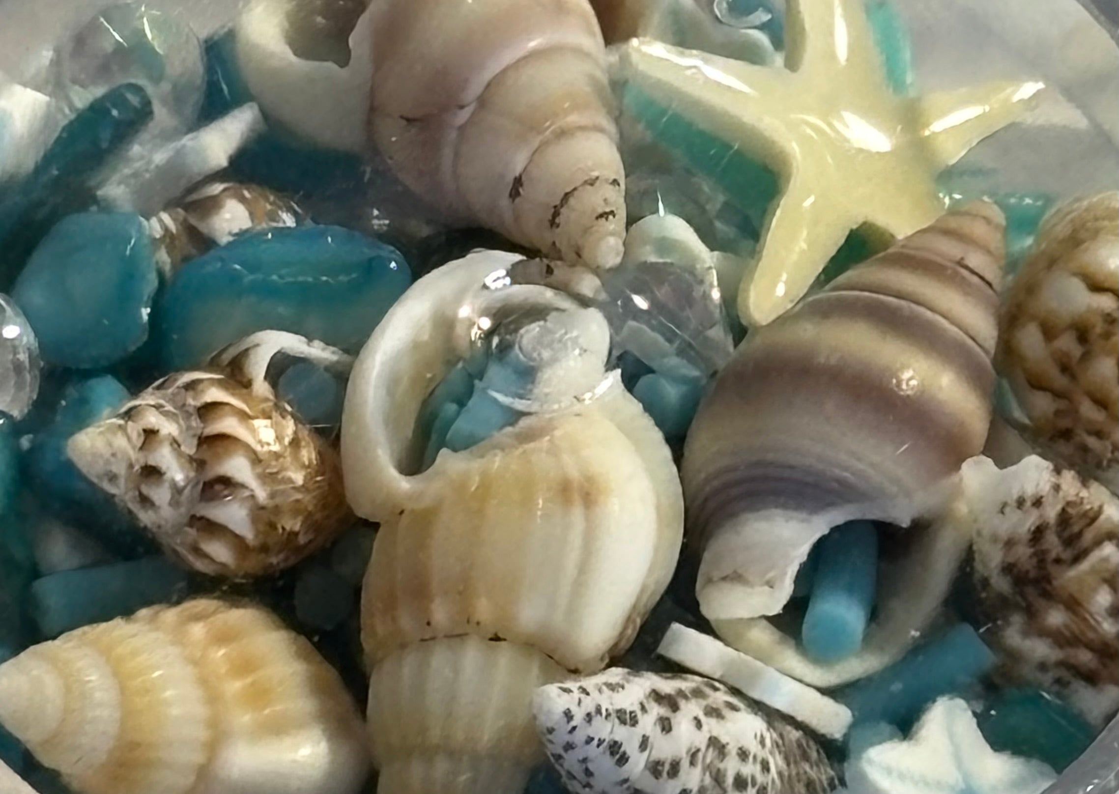 Mixed Sea Shells and Rocks
